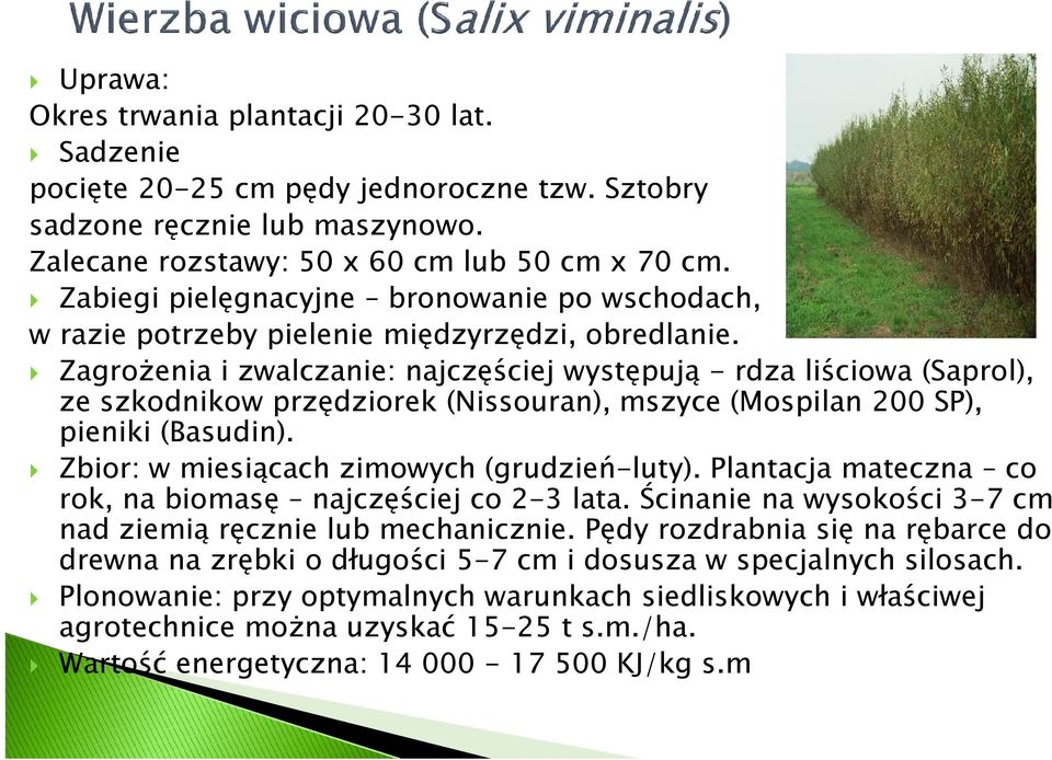 Zagrożenia i zwalczanie: najczęściej występują -rdza liściowa (Saprol), ze szkodnikow przędziorek (Nissouran), mszyce (Mospilan 200 SP), pieniki (Basudin).