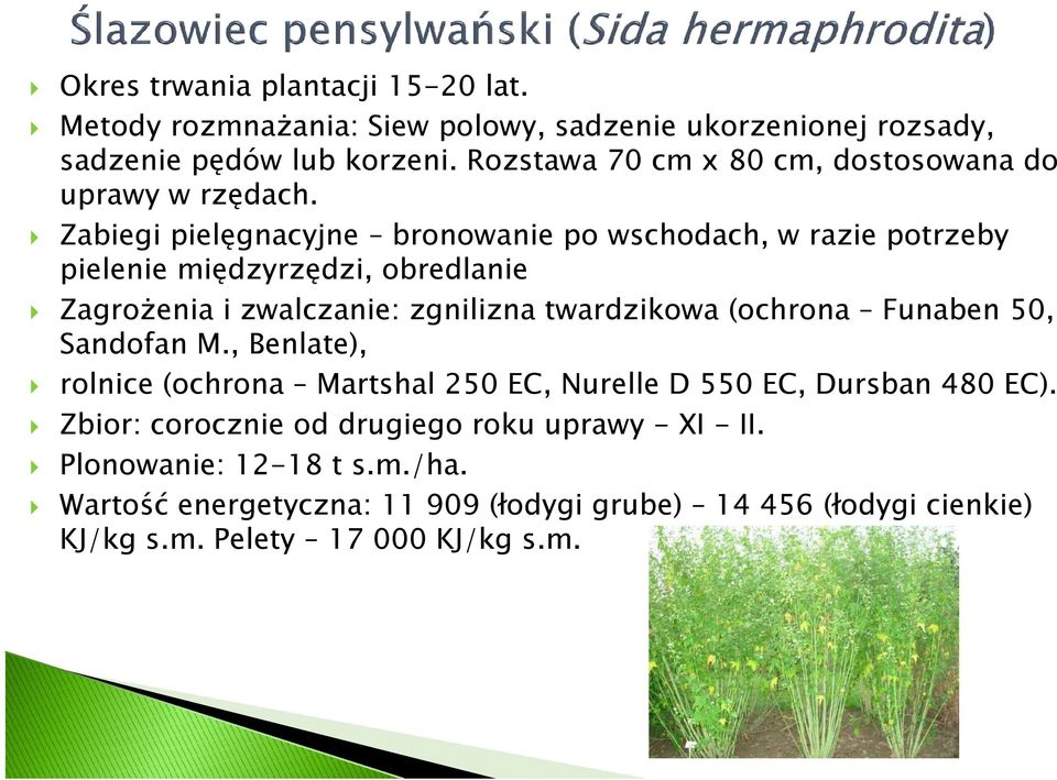 Zabiegi pielęgnacyjne bronowanie po wschodach, w razie potrzeby pielenie międzyrzędzi, obredlanie Zagrożenia i zwalczanie: zgnilizna twardzikowa (ochrona