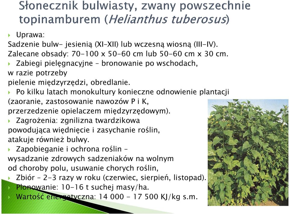 Po kilku latach monokultury konieczne odnowienie plantacji (zaoranie, zastosowanie nawozów P i K, przerzedzenie opielaczem międzyrzędowym).