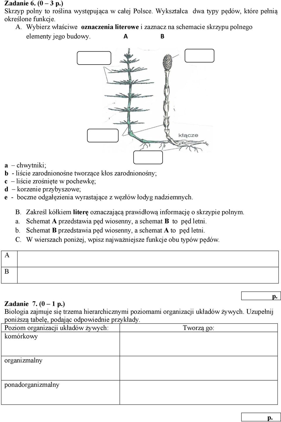 A B a chwytniki; b - liście zarodnionośne tworzące kłos zarodnionośny; c liście zrośnięte w pochewkę; d korzenie przybyszowe; e - boczne odgałęzienia wyrastające z węzłów łodyg nadziemnych. A B B.