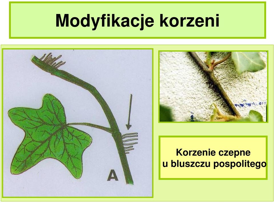 Korzenie