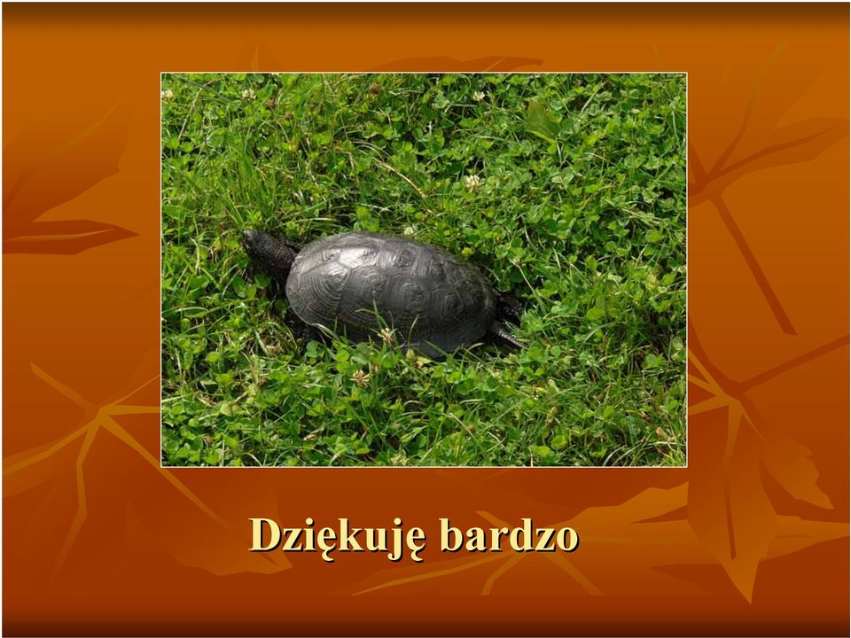 bardzo