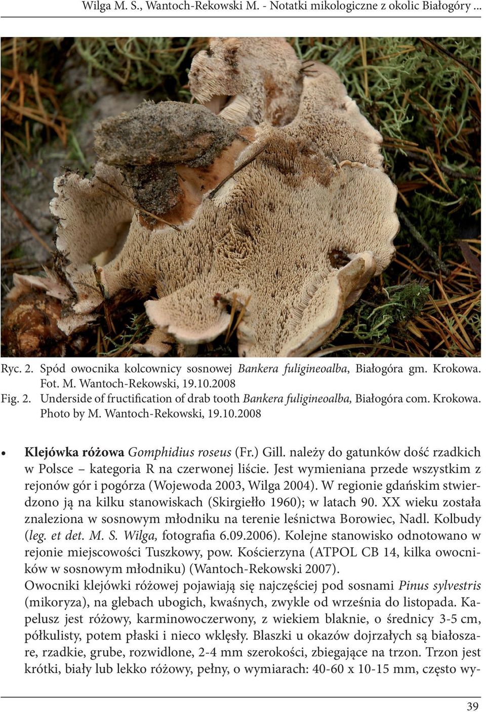 należy do gatunków dość rzadkich w Polsce kategoria R na czerwonej liście. Jest wymieniana przede wszystkim z rejonów gór i pogórza (Wojewoda 2003, Wilga 2004).
