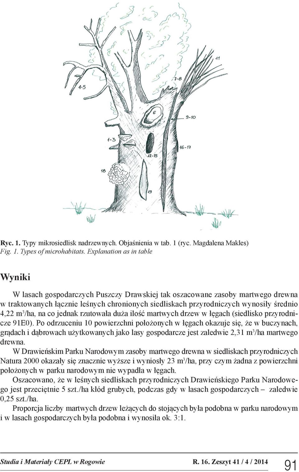 4,22 m 3 /ha, na co jednak rzutowała duża ilość martwych drzew w łęgach (siedlisko przyrodnicze 91E0).