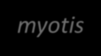Myotis