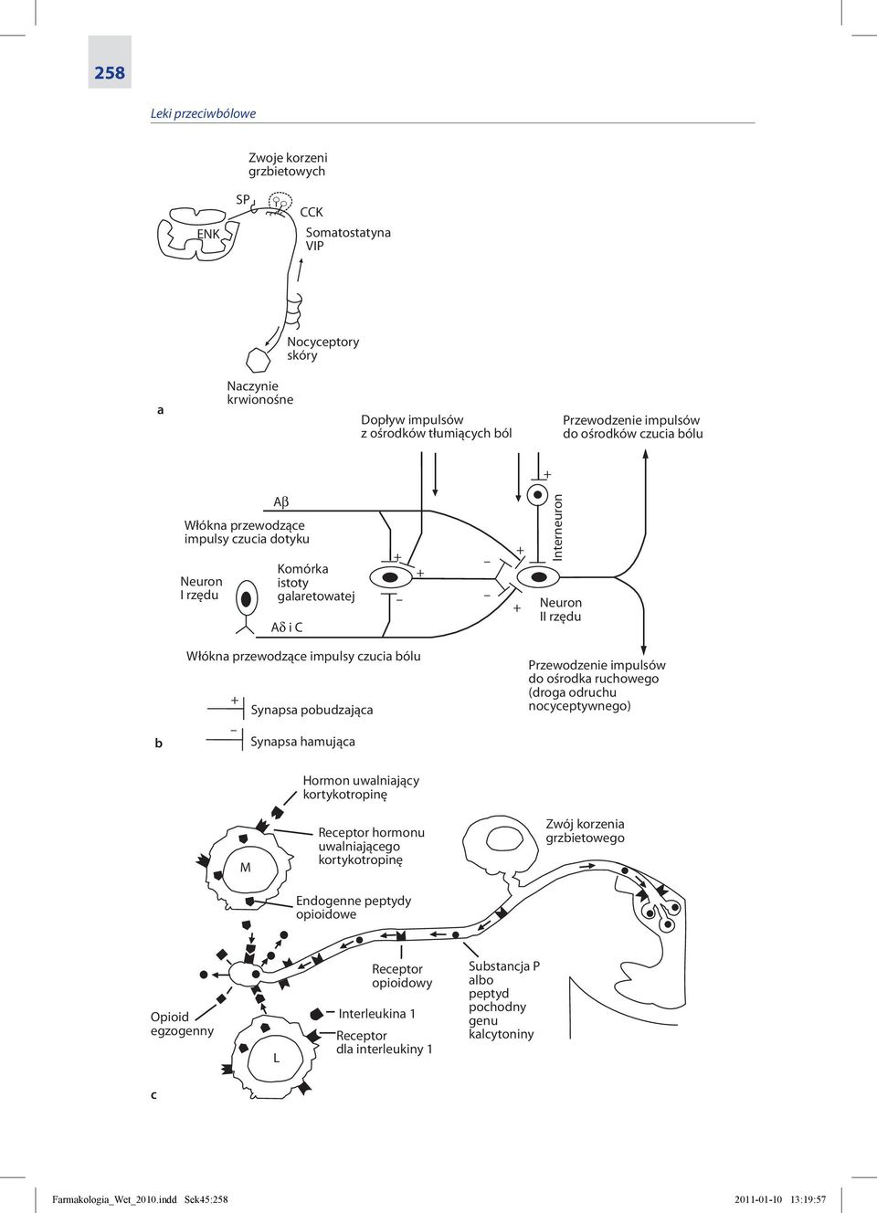 Przewodzenie impulsów do ośrodka ruchowego (droga odruchu nocyceptywnego) Hormon uwalniający kortykotropinę M Receptor hormonu uwalniającego kortykotropinę Endogenne peptydy opioidowe Zwój korzenia