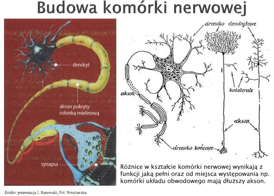 oraz od miejsca występowania np.