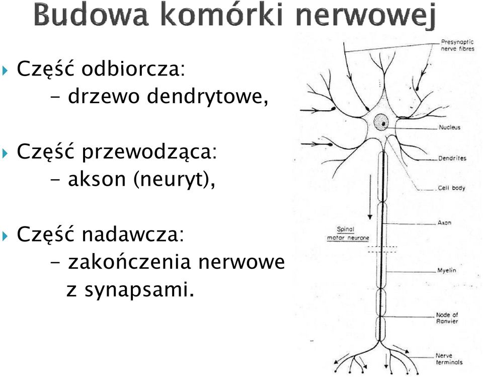 -akson (neuryt), Część