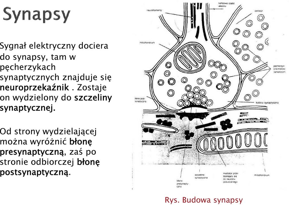 Zostaje on wydzielony y do szczeliny synaptycznej.