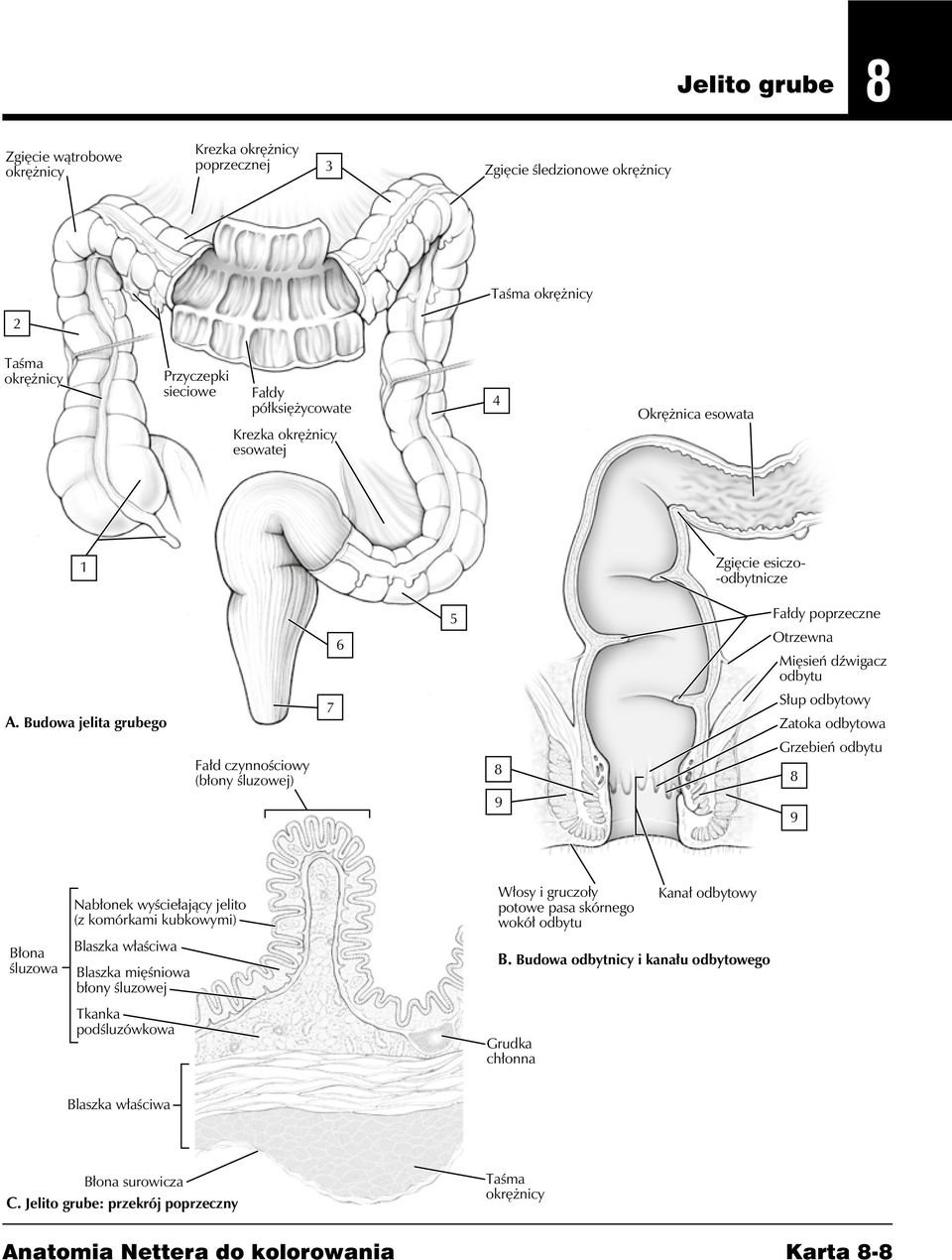 Budowa jelita grubego Fałd czynnościowy (błony śluzowej) 7 6 5 9 Fałdy poprzeczne Otrzewna Mięsień dźwigacz odbytu Słup odbytowy Zatoka odbytowa Grzebień odbytu 9 Błona śluzowa Nabłonek wyściełający