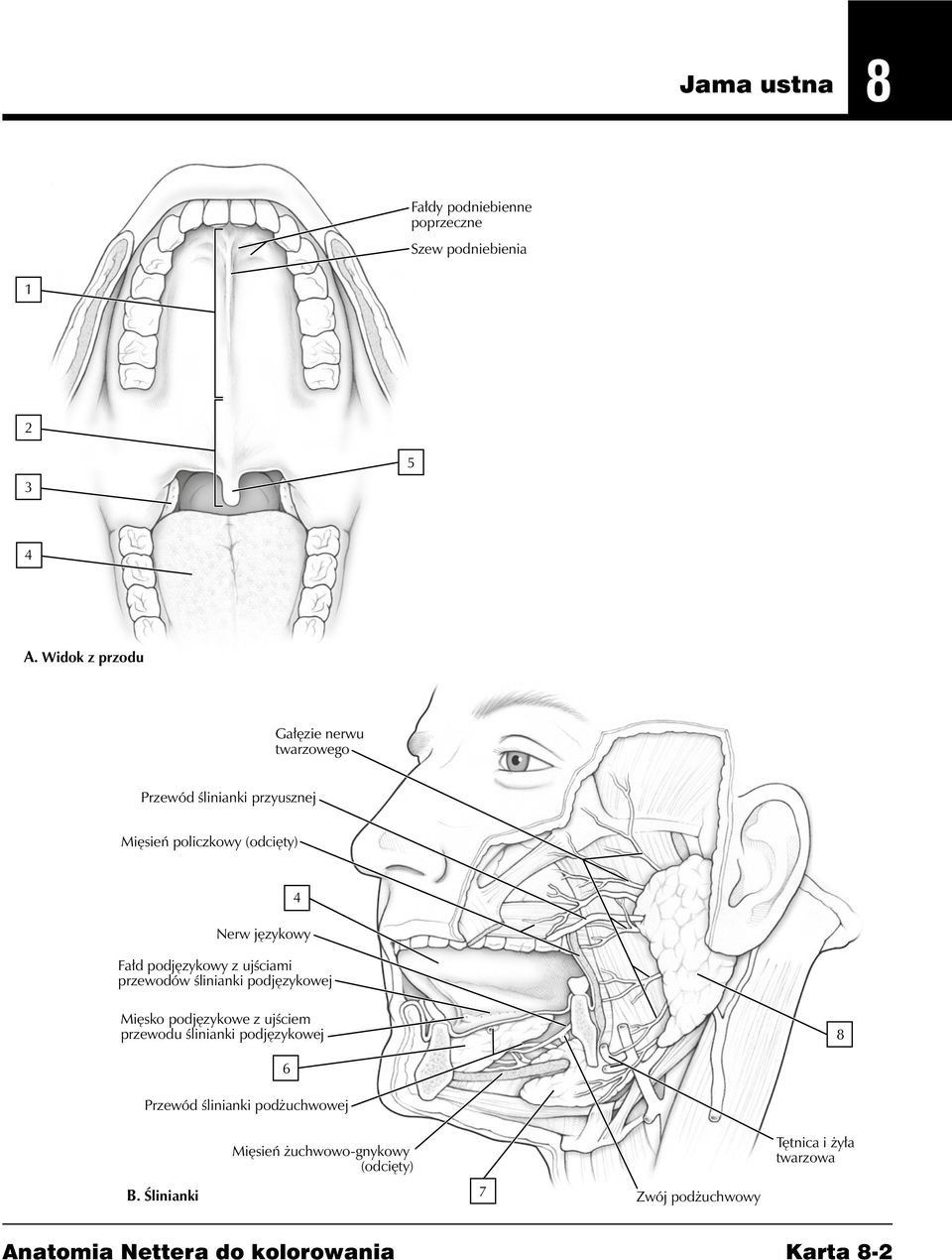 Fałd podjęzykowy z ujściami przewodów ślinianki podjęzykowej Mięsko podjęzykowe z ujściem przewodu ślinianki