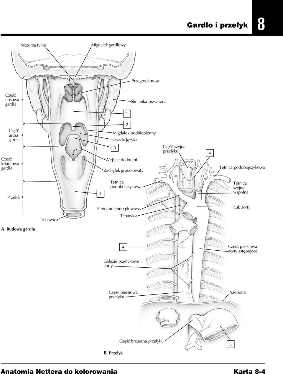 Tętnica podobojczykowa Tętnica szyjna wspólna Tchawica Pień ramienno-głowowy Tchawica Łuk aorty A.