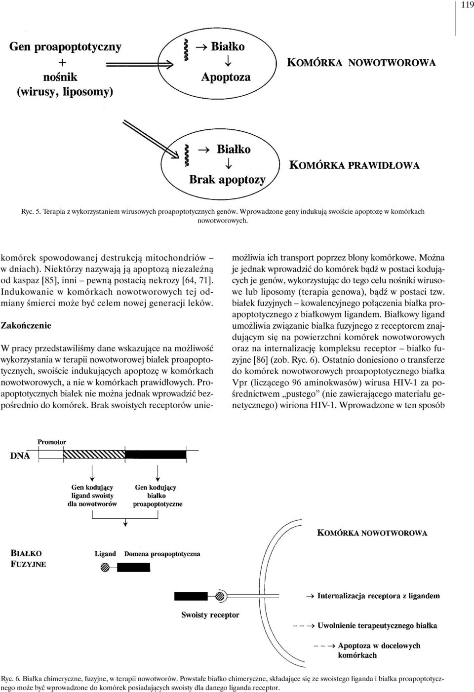 Zakoƒczenie W pracy przedstawiliêmy dane wskazujàce na mo liwoêç wykorzystania w terapii nowotworowej bia ek proapoptotycznych, swoiêcie indukujàcych apoptoz w komórkach nowotworowych, a nie w