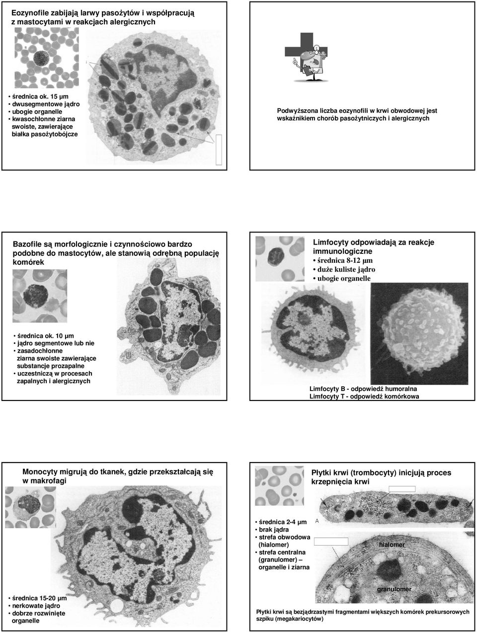 alergicznych Bazofile są morfologicznie i czynnościowo bardzo podobne do mastocytów, ale stanowią odrębną populację komórek Limfocyty odpowiadają za reakcje immunologiczne średnica 8-12 µm duŝe