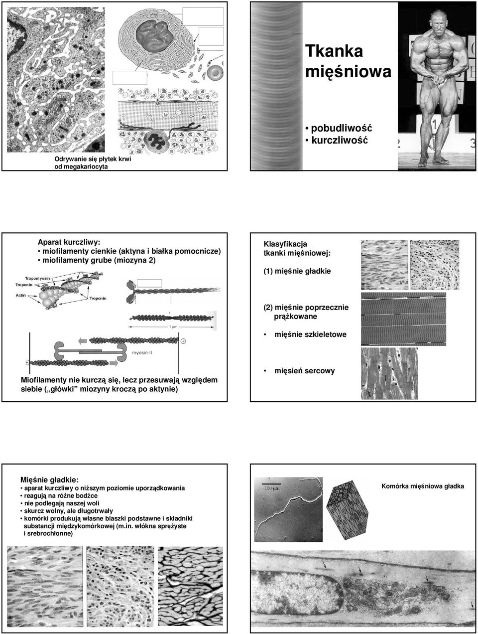 siebie ( główki miozyny kroczą po aktynie) mięsień sercowy Mięśnie gładkie: aparat kurczliwy o niŝszym poziomie uporządkowania reagują na róŝne bodźce nie podlegają naszej