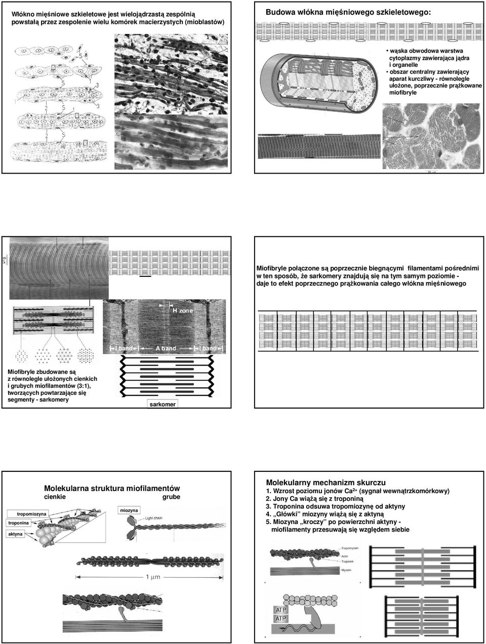 filamentami pośrednimi w ten sposób, Ŝe sarkomery znajdują się na tym samym poziomie - daje to efekt poprzecznego prąŝkowania całego włókna mięśniowego Miofibryle zbudowane są z równolegle ułoŝonych