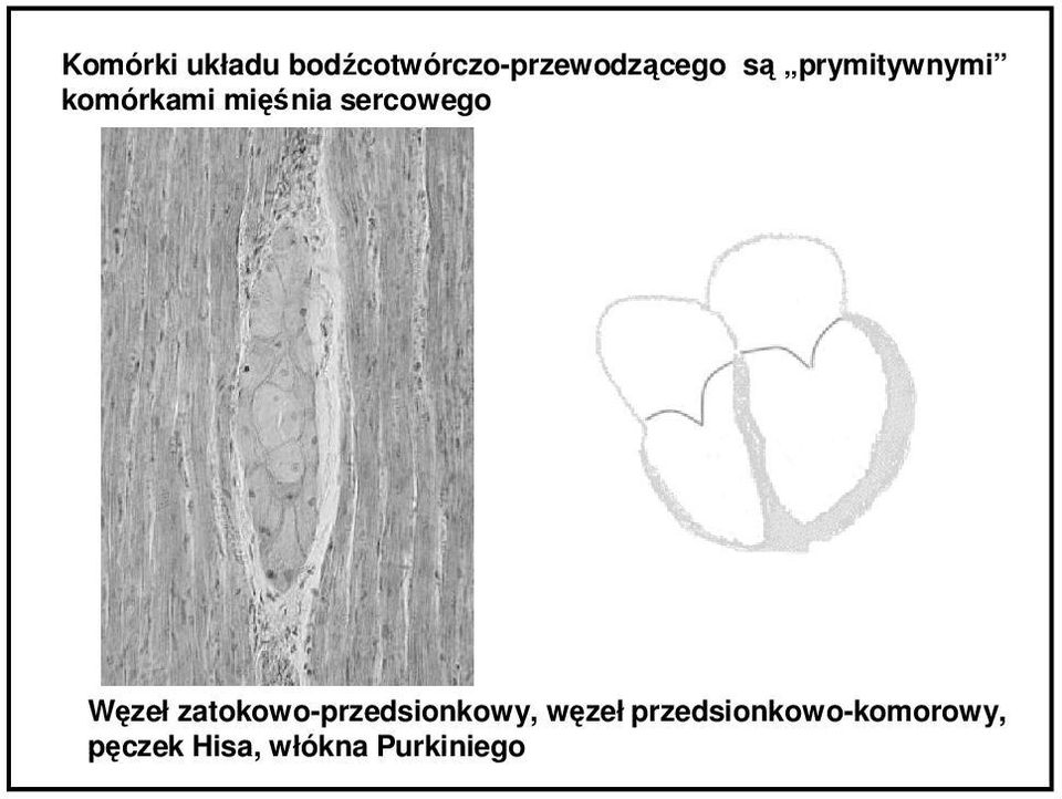 Węzeł zatokowo-przedsionkowy, węzeł