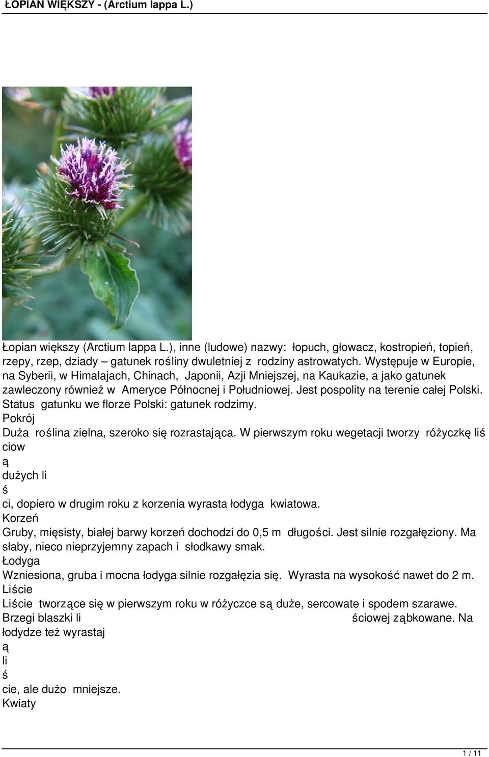 Jest pospolity na terenie całej Polski. Status gatunku we florze Polski: gatunek rodzimy. Pokrój Duża rolina zielna, szeroko się rozrastajca.