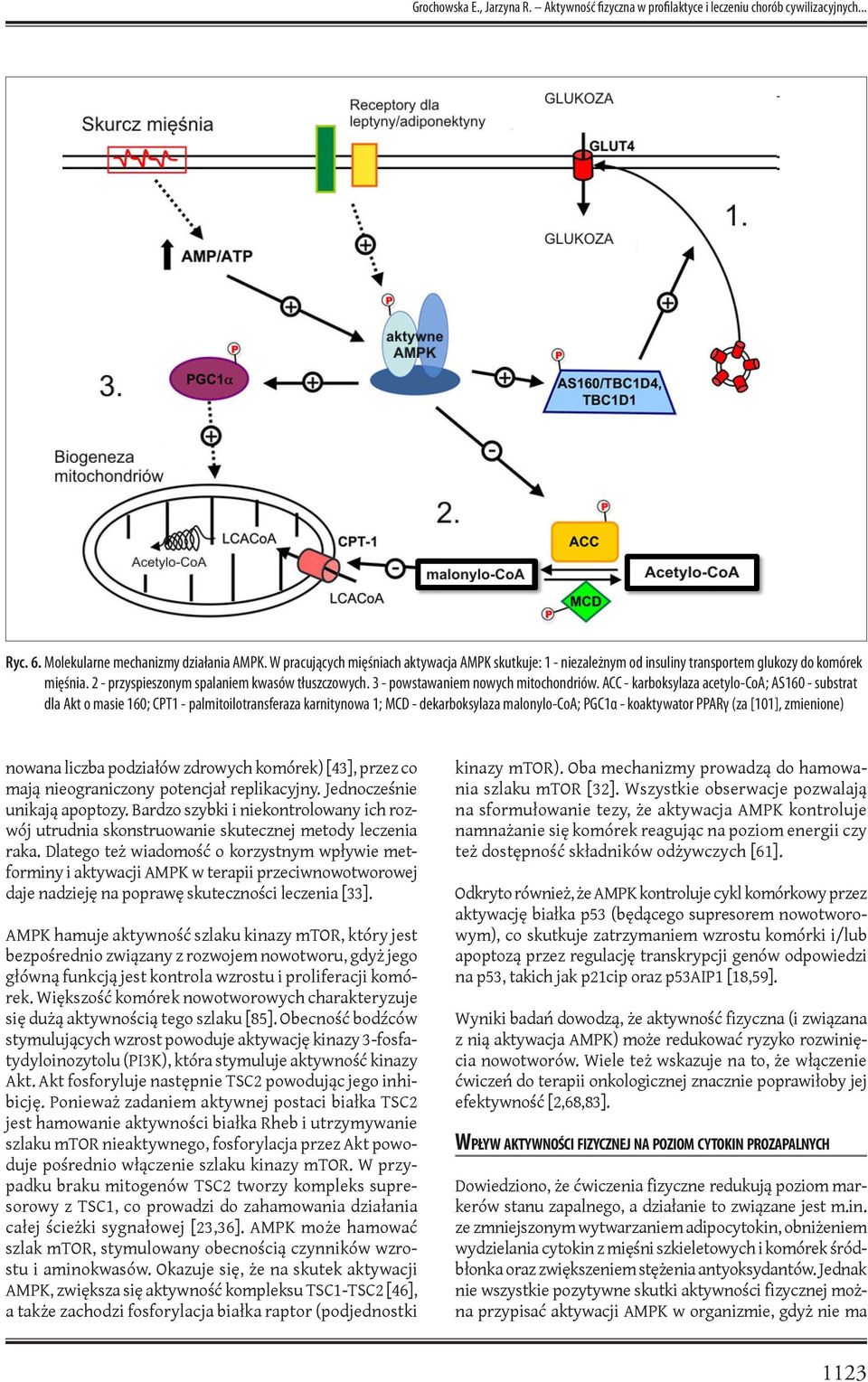 3 - powstawaniem nowych mitochondriów.