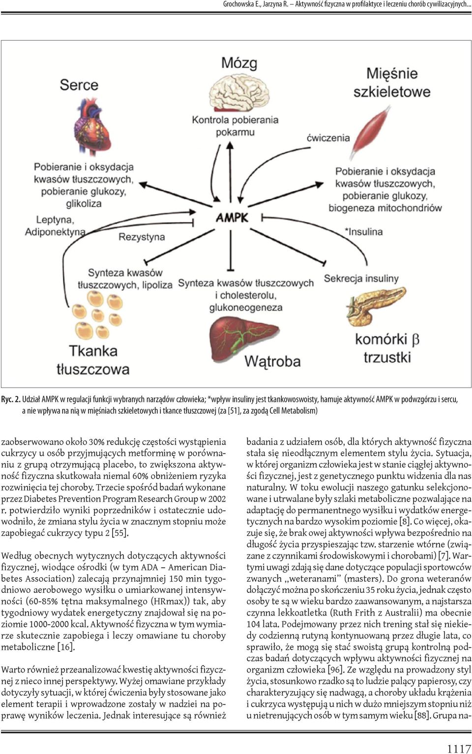 tłuszczowej (za [51], za zgodą Cell Metabolism) zaobserwowano około 30% redukcję częstości wystąpienia cukrzycy u osób przyjmujących metforminę w porównaniu z grupą otrzymującą placebo, to zwiększona