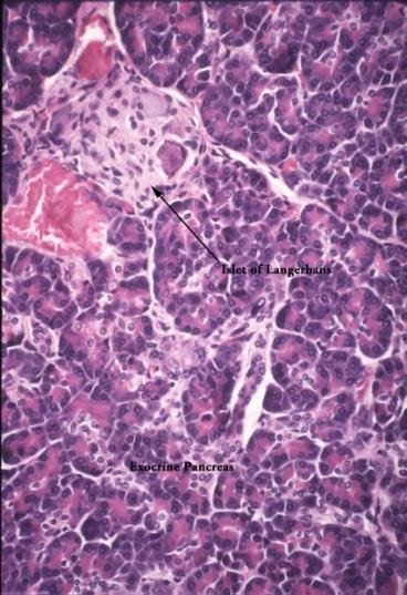Część zewnątrzwydzielnicza trzustki Pęcherzyki otoczone błoną podstawną i siecią włókien retikulinowych, komórki wstawki w świetle komórki śródpęcherzykowe.