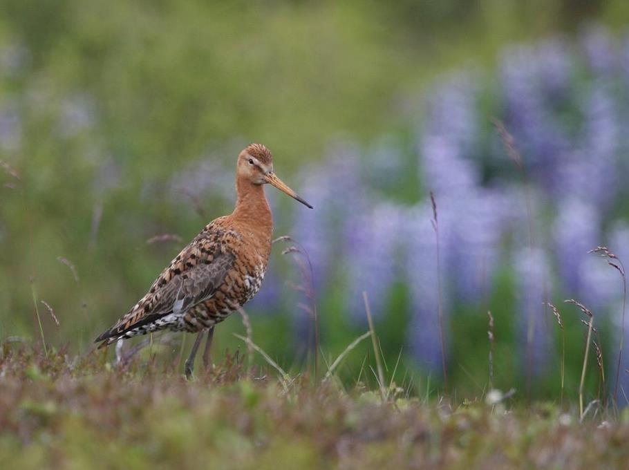 Zarządzenie w sprawie ustanowienia planu zadań ochronnych dla obszaru Natura 2000 zawiera: 1. opis granic oraz mapę obszaru Natura 2000; 2. identyfikację istniejących i potencjalnych zagrożeń; 3.