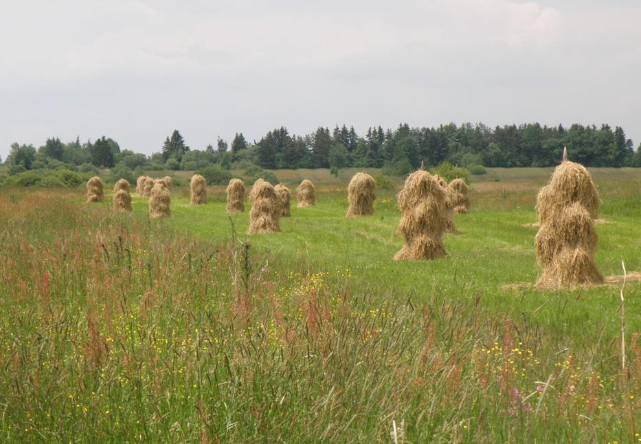 Cele i założenia sieci Natura 2000 Podstawowym celem wprowadzania sieci obszarów chronionych Natura 2000 jest powstrzymanie wymierania gatunków zwierząt i roślin na obszarze Unii Europejskiej oraz