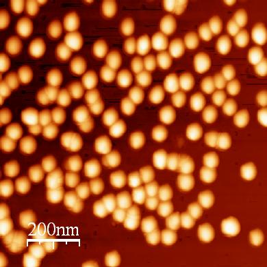 Obrazy AFM nanocząstki złota RM 8012