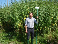 Fot. CDR O/Radom: Topinambur, Ślazowiec pensylwański Trawy Sadzonki 5 klonów traw olbrzymich z rodzaju Miscanthus wyprodukowane metodą in vitro zakupiono w Niemczech.