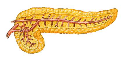 Hormonalna regulacja poziomu glukozy we krwi Hyperglikemia Glukoza > 1,1 g/l Hypoglikemia Glukoza < 0,7 g/l β Insulina transport do komórek synteza