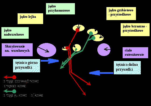 przykomorowe i nadwzrokowe) - hormony uwalniające i