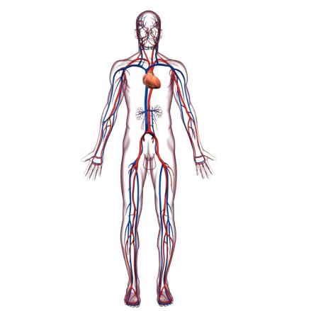 Zatory skrzeplinowe Z serca (zakrzepy przyścienne w przebiegu zawału, zakrzepy na zastawkach) przez aortę do tętnic dużego krążenia (mózg, nerki, jelito, śledziona) Z żył krążenia dużego (kończyny