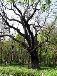 Źródła Tekst: http://www.gdynia.pl/wszystko/o/gdyni/srodowisko/info/156_30663.html Obrazy: http://www.google.pl/images?