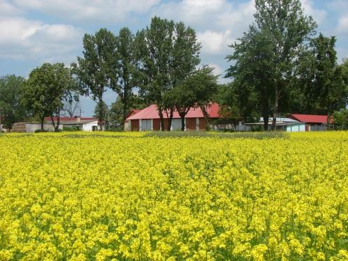 Kryteria uprawy roślin W nawożeniu podstawową rolę pełnią nawozy naturalne i organiczne (obornik, komposty, nawozy zielone). Gleby kwaśne należy zwapnować nawozami z listy pozytywnej.