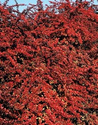atalog 29 erberys ottawski uperba erberis ottawensis uperba ygląd: ysoki, ciernisty krzew z wyprostowanymi pędami. iście są ciemnoczerwonobrązowe z fioletowym połyskiem. ędy mają kłujące ciernie.