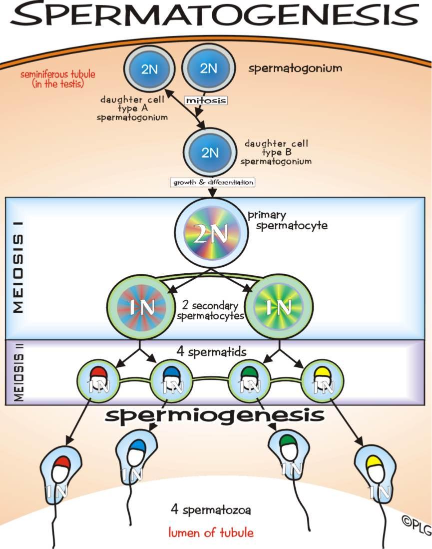 Spermatogeneza