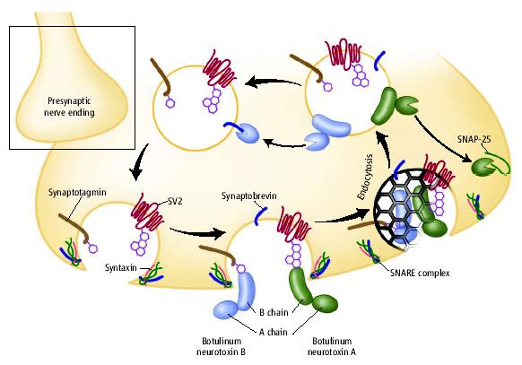 Mechanizm działania Białka