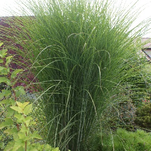 zimę. 27 Miscanthus sinensis 'Goliath' Miskant 'Goliath' Atrakcyjna trawa ozdobna, osiaga ponad 2m wysokości w czasie kwitnienia. Liście zielone z białym nerwem, kwiat bordowy.