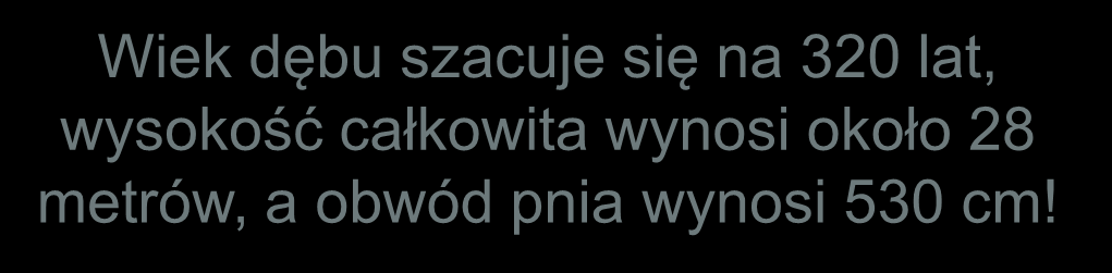 Wiek dębu szacuje się na 320 lat, wysokość całkowita wynosi około 28 metrów, a obwód pnia wynosi 530 cm!