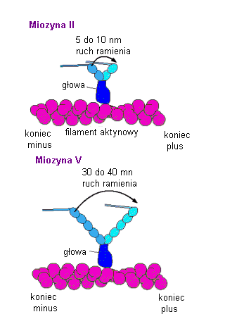 Kroczenie Zależność rozpiętości kroku miozyny od długości jej ramienia. Ramię miozyny II jest znacznie krótsze niż ramie miozyny V.