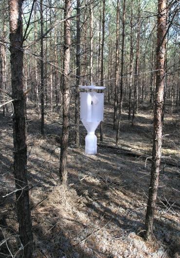chrząszczy odławianych do pułapek zawieszonych na rożnych wysokościach, instalowanie ich na wysokości ok. 2 m wydaje się być racjonalne.