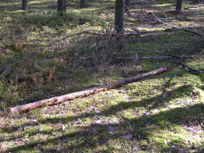 tłumaczyć niskie odłowy żerdzianek do pułapek w lipcu-sierpniu 2011 r. oraz w całym sezonie 2012 r.
