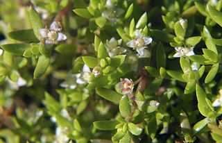 3) Opracowanie Kodeksu dla Polski Grubosz Helmsa (Crassula helmsii),