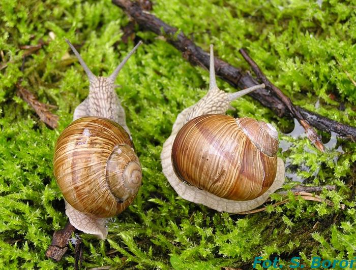 1. Gametogeneza ślimaków jadalnych (winniczek Helix pomatia, ślimak duży szary H. aspersa) po stymulacji hormonalnej (gonadotropowej). 1. Rozmieszczenie i liczebność winniczka H. pomatia w woj.