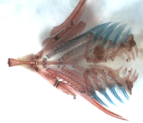 Morfologia funkcjonalna, biologia, taksonomia i filogeneza ryb doskonałokostnych Teleostei dr Jolanta Szlachciak Opracowywanie morfologicznych cech taksonomicznych wybranych krajowych gatunków ryb
