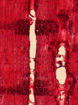 a) b) c) Fot.3. Obrazy mikroskopowe drewna dębu czerwonego (Quercus rubra L.
