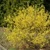 Sorbus aria jarząb mączny 'Magnifica' Małe, wolnorosnące drzewo do 6-12 m wys. i 4-7 m szer. o stożkowatej, zwartej koronie i wyprostowanych pędach. Liście eliptyczne, szerokie do 14 cm dł.