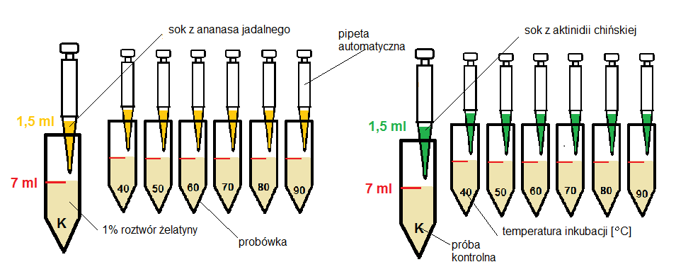7 O C, 8 O C, 9 O C w cieplarkach. Próbę kontrolną stanowiły próbki przechowywane w temperaturze pokojowej (22 O C).