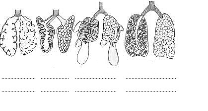 Zadanie 23 (4p.) Do poniższych schematów budowy płuc dopisz nazwy kręgowców wymienionych poniżej. Przykłady kręgowców: żyrafa, gołąb, jaszczurka, pies, wróbel, żaba, padalec, kumak. Zadanie 24 (4p.