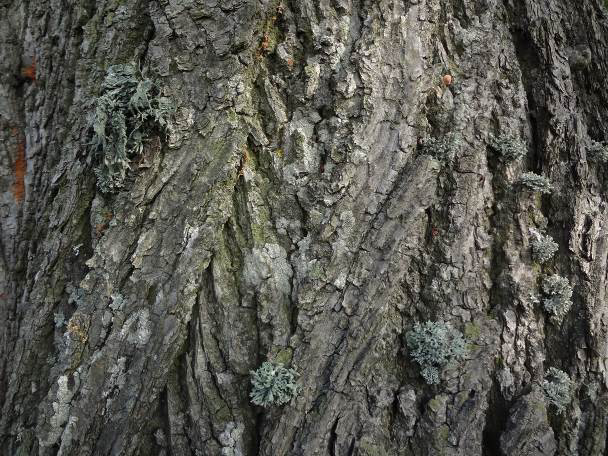 (Ramalina fraxinea (L.) Ach.) Fot.